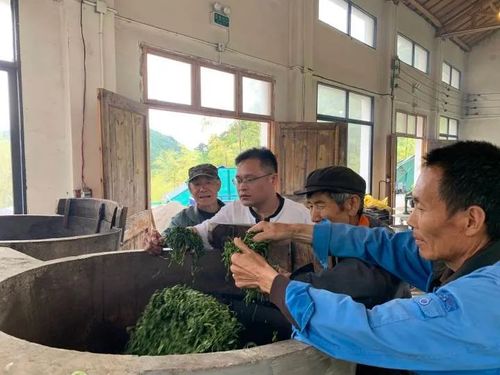 共享茶廠 茶產業創新助農模式的新引擎