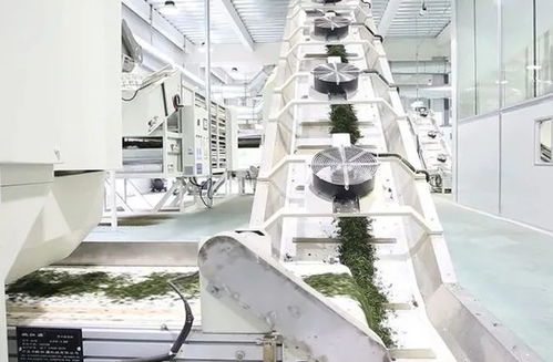 貴州省茶葉機械與茶葉加工的發展與前景
