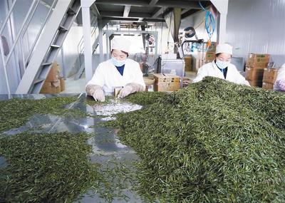 產學研融合，為茶葉加工“增色添香”