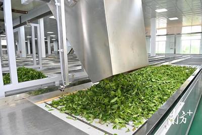 春滿紅土，茶香飄溢——湛江農(nóng)墾三千畝春茶喜迎開采與加工