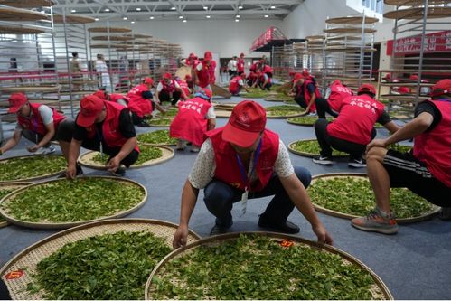 技顯匠心，茶韻飄香——第六屆全國(guó)農(nóng)業(yè)行業(yè)職業(yè)技能大賽茶葉加工工（精制）賽四川省選拔賽正式啟幕