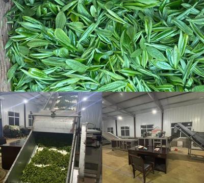 六安市舒城縣廬鎮(zhèn)林河村高山茶的“五道匠心”密碼